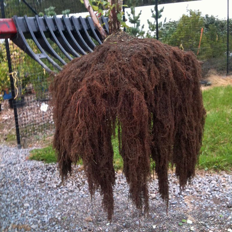 Missour Gravel Bed plant fibrous root system